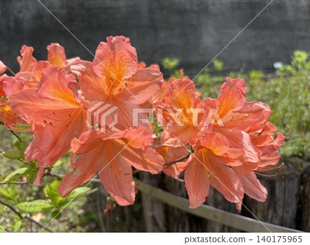 盛開的杜鵑花(群馬縣水上町) 盛開的杜鵑花(群馬縣水上町) 140175965