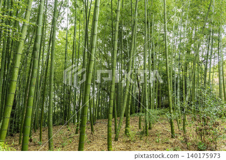 Makibi Park Bamboo Grove, Kurashiki City, Okayama Prefecture 140175973