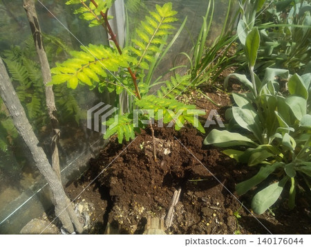 Before repotting seedlings of Japanese pepper 140176044