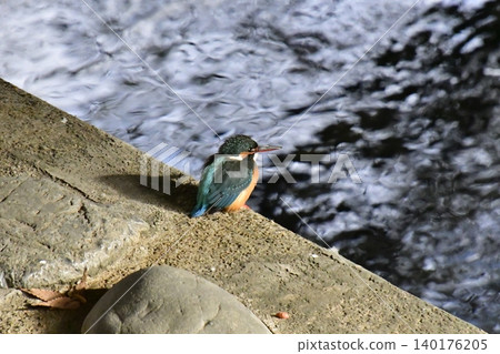 翠鳥 翠鳥 140176205