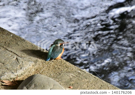 翠鳥 140176206