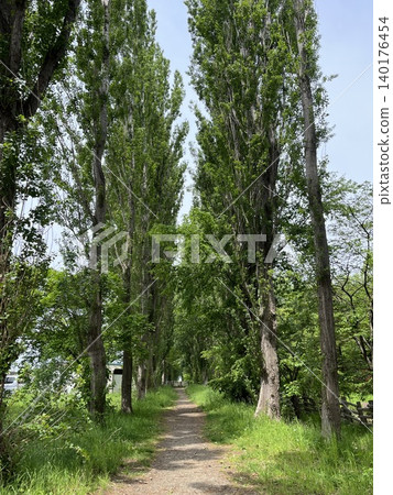 Tree trees Tree trees 140176454