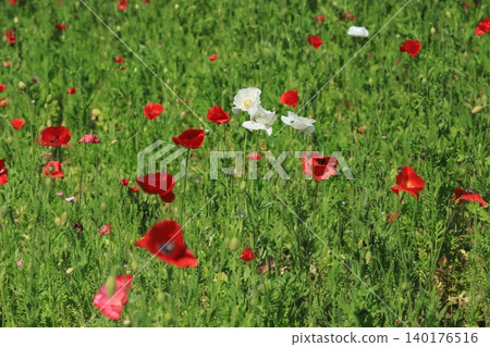Poppy field of Kurihama flower country Poppy field of Kurihama flower country 140176516