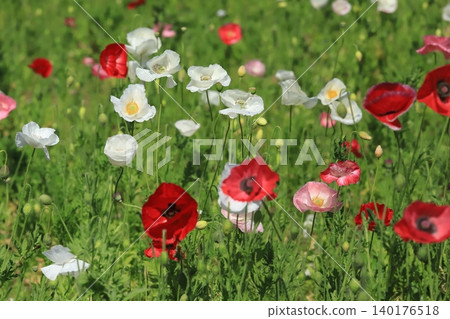 Poppy field of Kurihama flower country Poppy field of Kurihama flower country 140176518