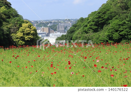 Poppy field of Kurihama flower country Poppy field of Kurihama flower country 140176522