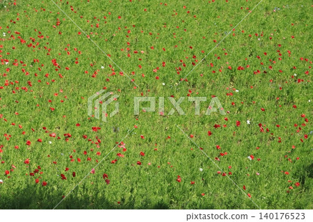 Poppy field of Kurihama flower country Poppy field of Kurihama flower country 140176523