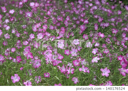 Poppy field of Kurihama flower country Poppy field of Kurihama flower country 140176524