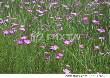 Poppy field of Kurihama flower country Poppy field of Kurihama flower country 140176526