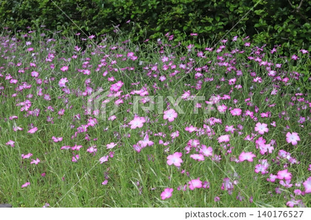 Poppy field of Kurihama flower country Poppy field of Kurihama flower country 140176527