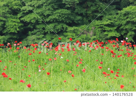 Poppy field of Kurihama flower country Poppy field of Kurihama flower country 140176528