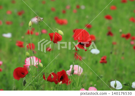 Poppy field of Kurihama flower country Poppy field of Kurihama flower country 140176530