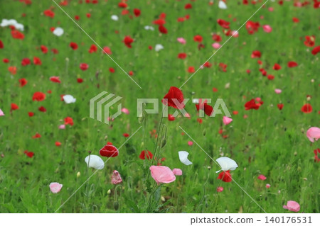 Poppy field of Kurihama flower country Poppy field of Kurihama flower country 140176531