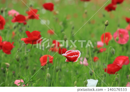 Poppy field of Kurihama flower country Poppy field of Kurihama flower country 140176533