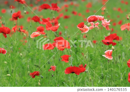 Poppy field of Kurihama flower country Poppy field of Kurihama flower country 140176535