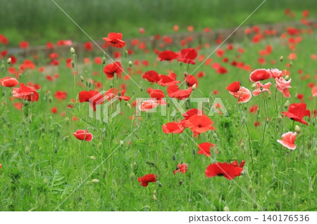 Poppy field of Kurihama flower country Poppy field of Kurihama flower country 140176536