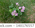紫花酢漿草，千葉縣柏市 140176557