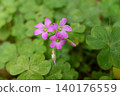 紫花酢漿草，千葉縣柏市 140176559