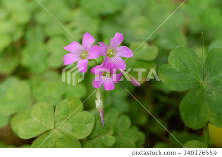 紫花酢漿草,千葉縣柏市 紫花酢漿草,千葉縣柏市 140176559