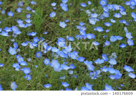 Nemophila fields at Kurihama Flower Park Nemophila fields at Kurihama Flower Park 140176609