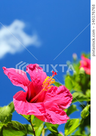Okinawa blue sky and red hibiscus 140176768