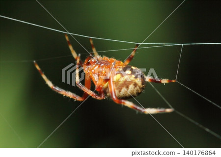 日本圓蛛（Araneus marmoreus）特寫 140176864