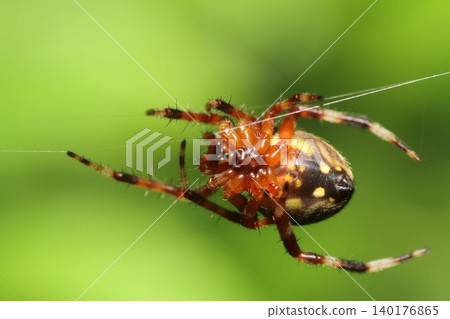 Close-up of the Japanese snow spider (Araneus marmoreus) 140176865