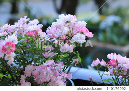 Garden gardening mini rose Yamezu Hime 140176992