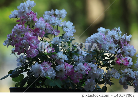 Garden gardening mini rose Yamezu Hime Garden gardening mini rose Yamezu Hime 140177002