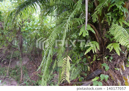 Tropical Palm Plantation Landscape in Thailand with Green Hills Tropical Palm Plantation Landscape in Thailand with Green Hills 140177057