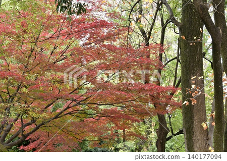 Momiji who changed leaves Momiji who changed leaves 140177094