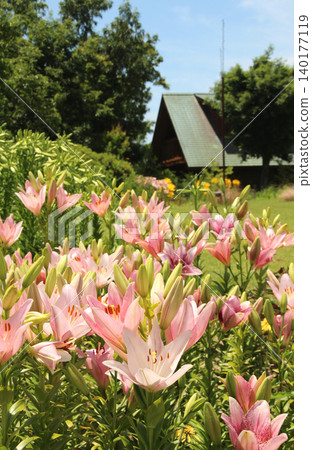 A cluster of lilies and a log cabin 140177119