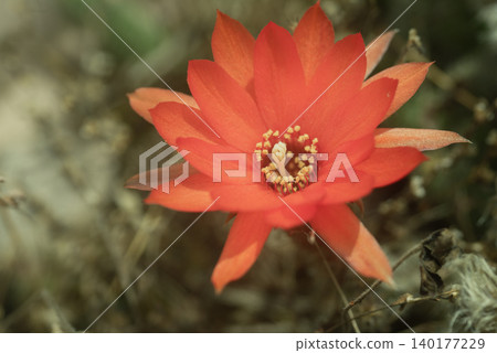 檀香花,仙人掌 檀香花,仙人掌 140177229