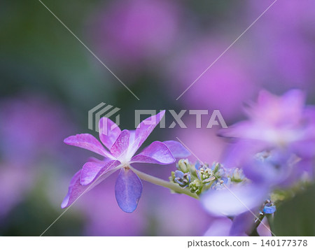 Pink hydrangea 140177378