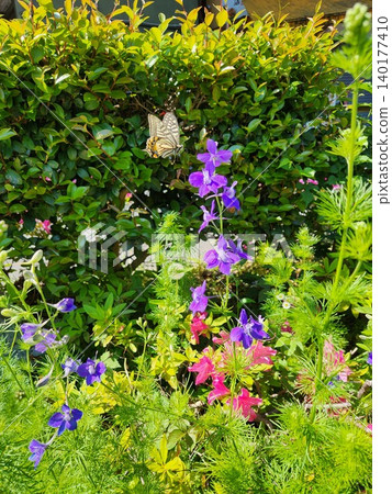Flower of purple flower Flower of purple flower 140177410