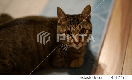Kijitora cat staring Kijitora cat staring 140177501