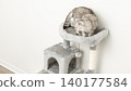 Gray cat resting on a plush cat tree with a scratching post and toy, set against a light-colored wall in a modern interior space 140177584