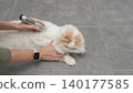 Cat grooming session with a person using a grooming tool on a fluffy white cat on a tiled floor in a well-lit indoor space 140177585