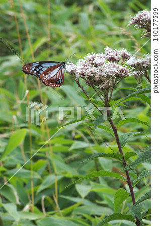 Eupatorium fortunei and the chestnut tiger butterfly in Kirigamine Eupatorium fortunei and the chestnut tiger butterfly in Kirigamine 140177599