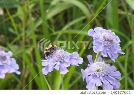 Scabiosa and bumblebees in Kirigamine 140177601