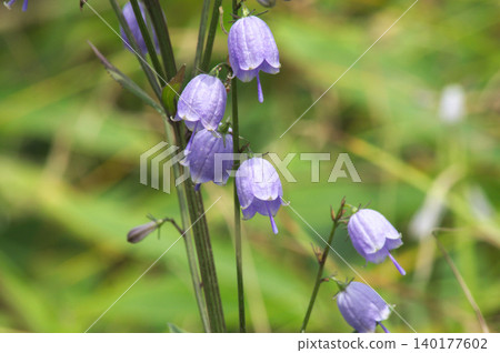 The flowers of the Adenophora triphylla bloom refreshingly on Kirigamine. The flowers of the Adenophora triphylla bloom refreshingly on Kirigamine. 140177602