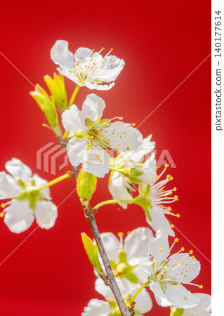 紅色背景上的梅花 紅色背景上的梅花 140177614
