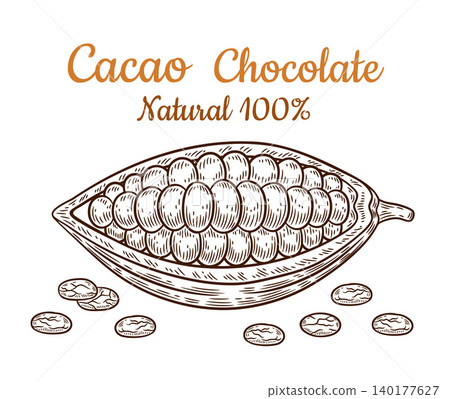Cocoa bean pod, chocolate cacao nut seeds in peel, tropical tree plant fruit botanical sketch. Hot drink, sweet dessert candy confectionery food ingredient. Vintage engraving outline hand drawn vector 140177627