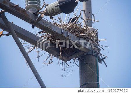 Crows building nests on utility poles Crows building nests on utility poles 140177652