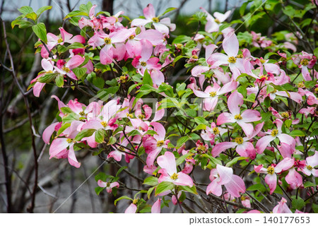  Dogwood flower 140177653