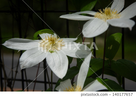 Flowers of Tessen Flowers of Tessen 140177657