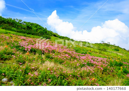 Spiraea blooming in the highlands Spiraea blooming in the highlands 140177668