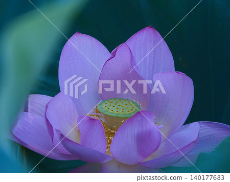 蓮花,純潔的花朵 蓮花,純潔的花朵 140177683