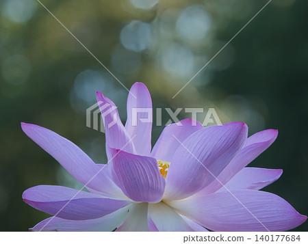 Lotus flowers in full bloom, shining in soft light. Lotus flowers in full bloom, shining in soft light. 140177684