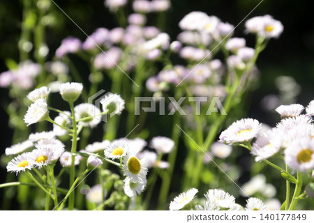 Hallion flowers 140177849