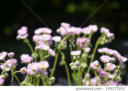 Hallion flowers 140177852